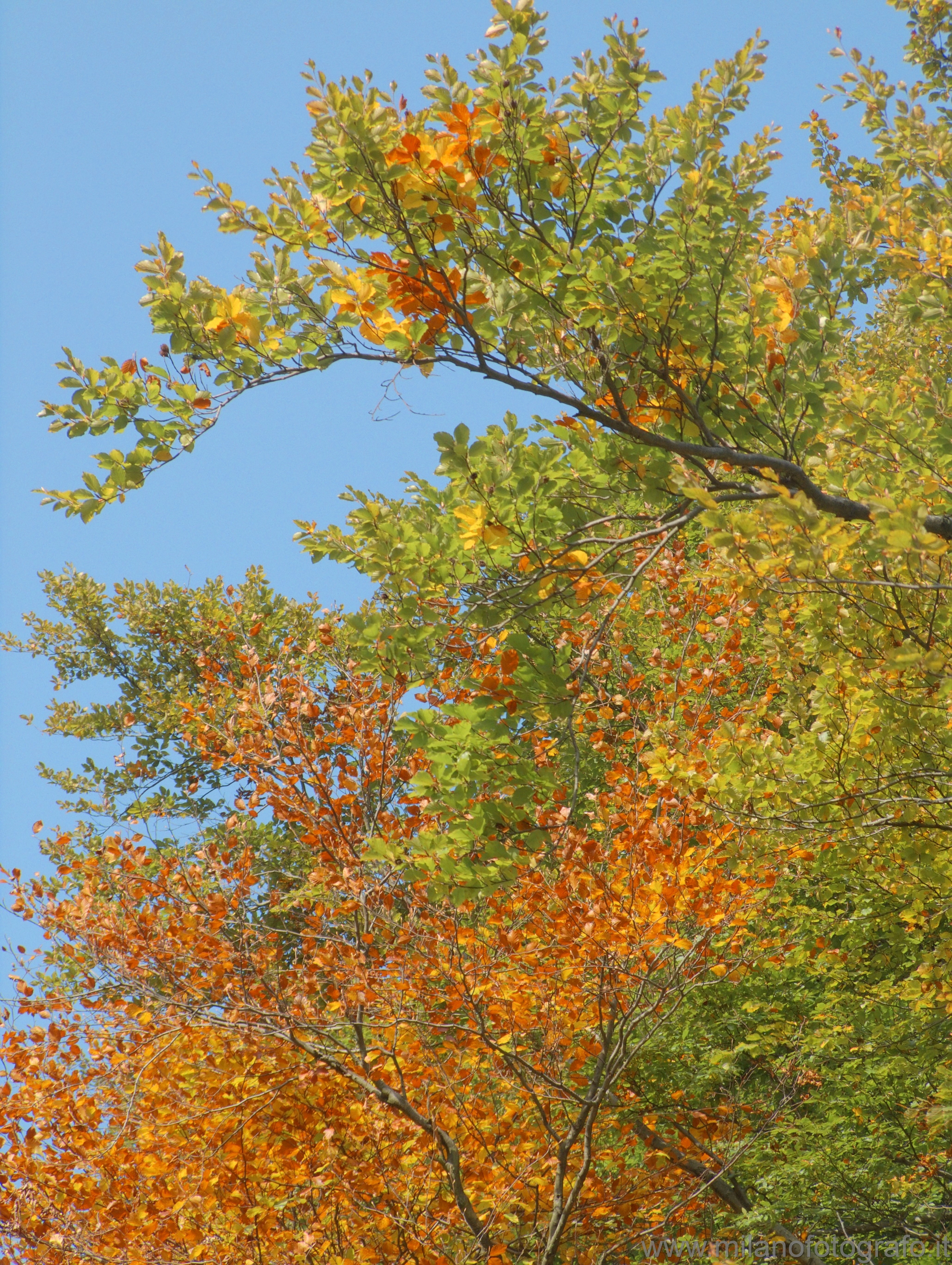 Piaro (Biella, Italy): Autumn branches against the sky - Piaro (Biella, Italy)