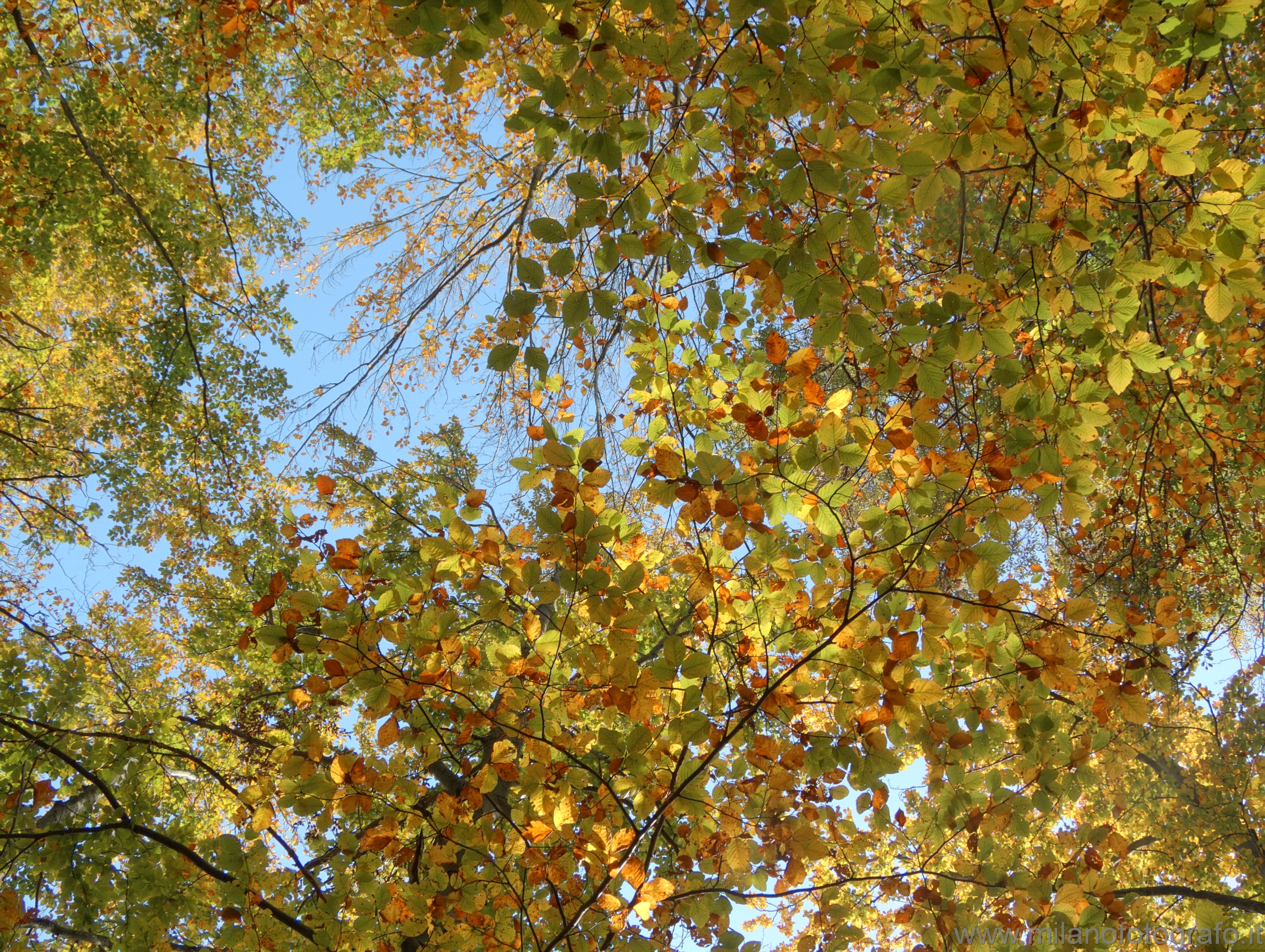 Piaro (Biella, Italy): Autumn branches against the blue sky - Piaro (Biella, Italy)