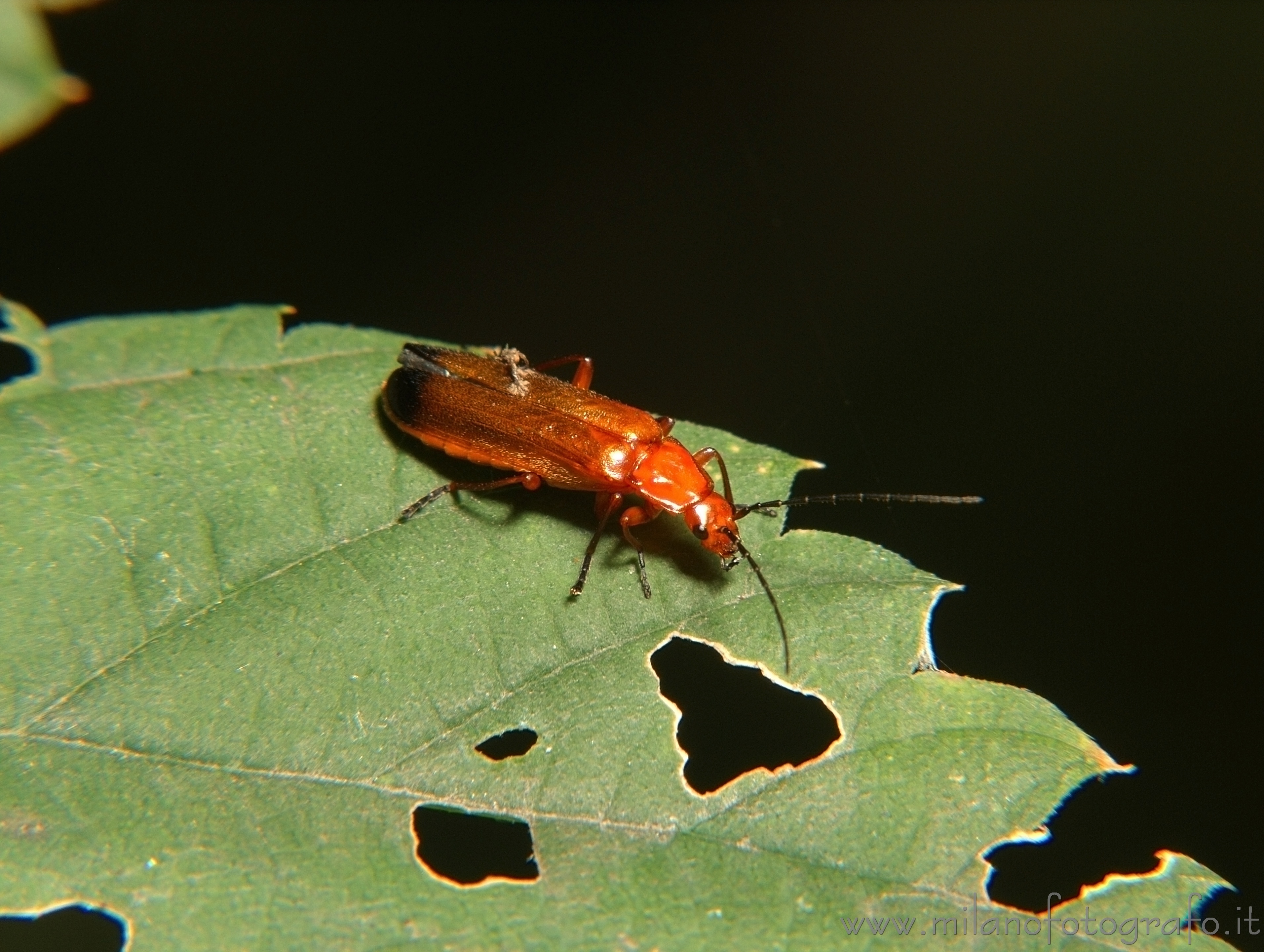 Cadrezzate (Varese, Italy): Rhagonycha fulva - Cadrezzate (Varese, Italy)