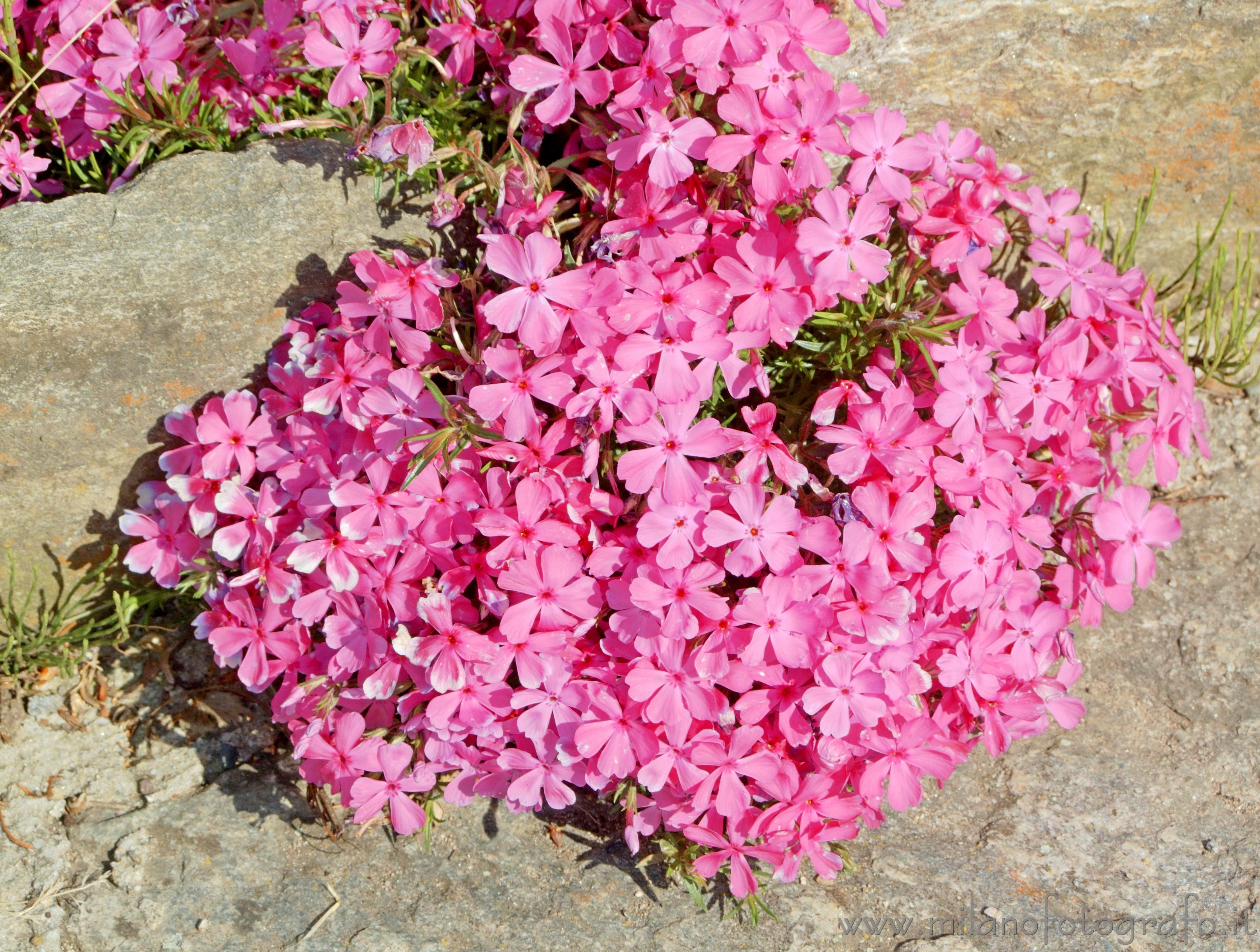 Campiglia Cervo (Biella, Italy): Phlox paniculata bouquet - Campiglia Cervo (Biella, Italy)