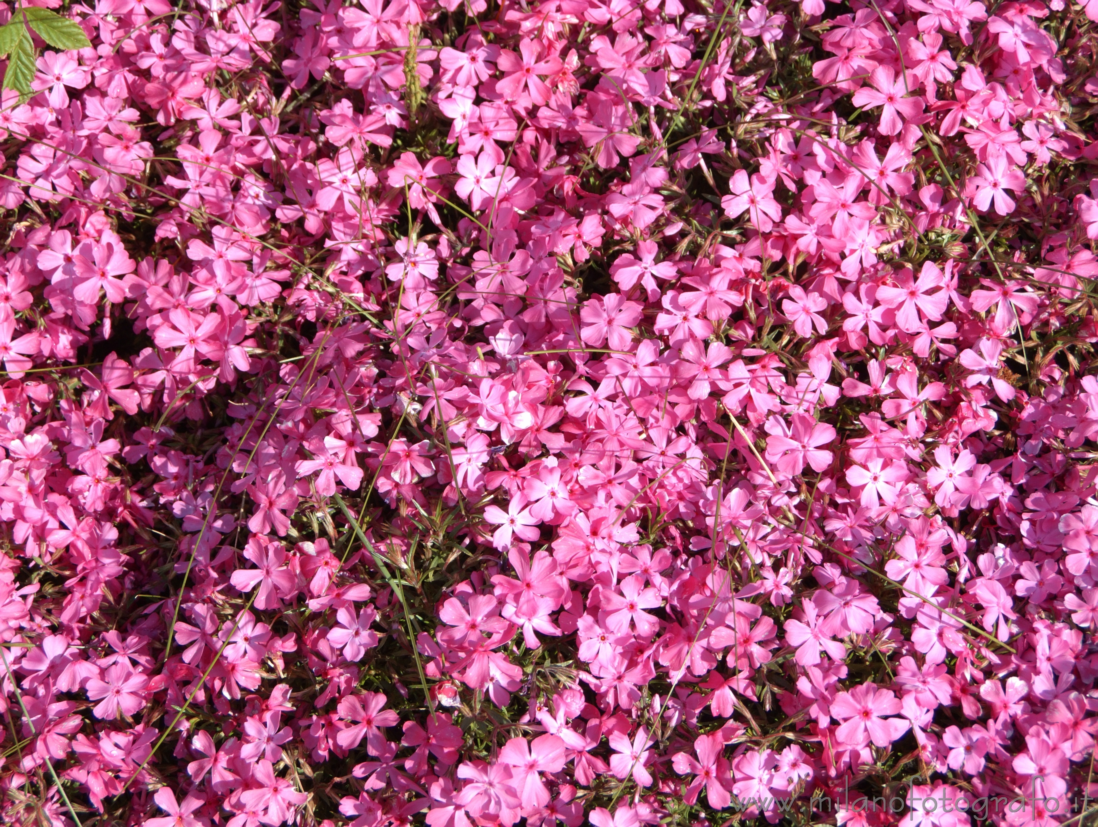 Campiglia Cervo (Biella): Tappetino di Phlox paniculata - Campiglia Cervo (Biella)