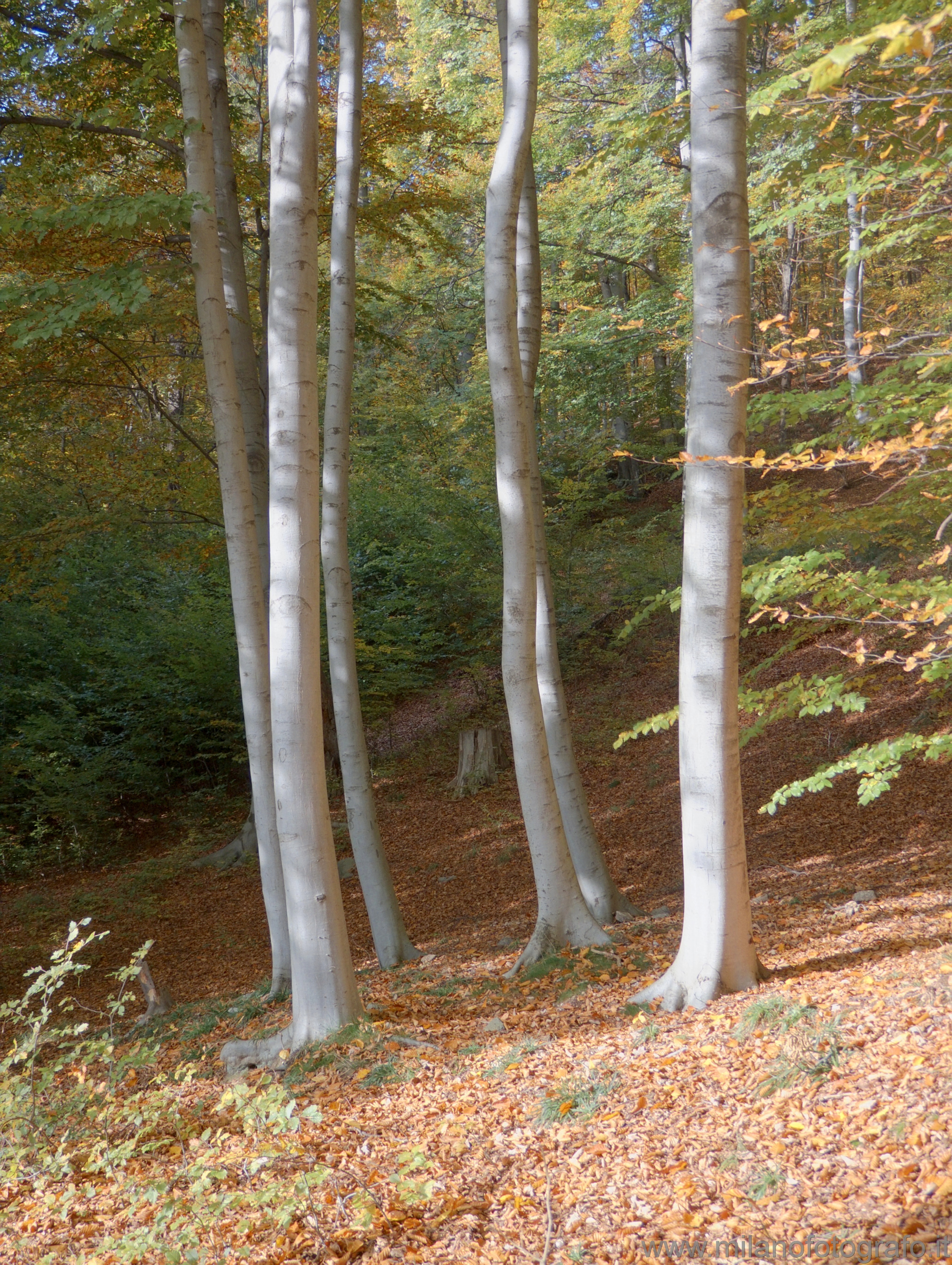 Piaro (Biella): Faggi nel bosco - Piaro (Biella)