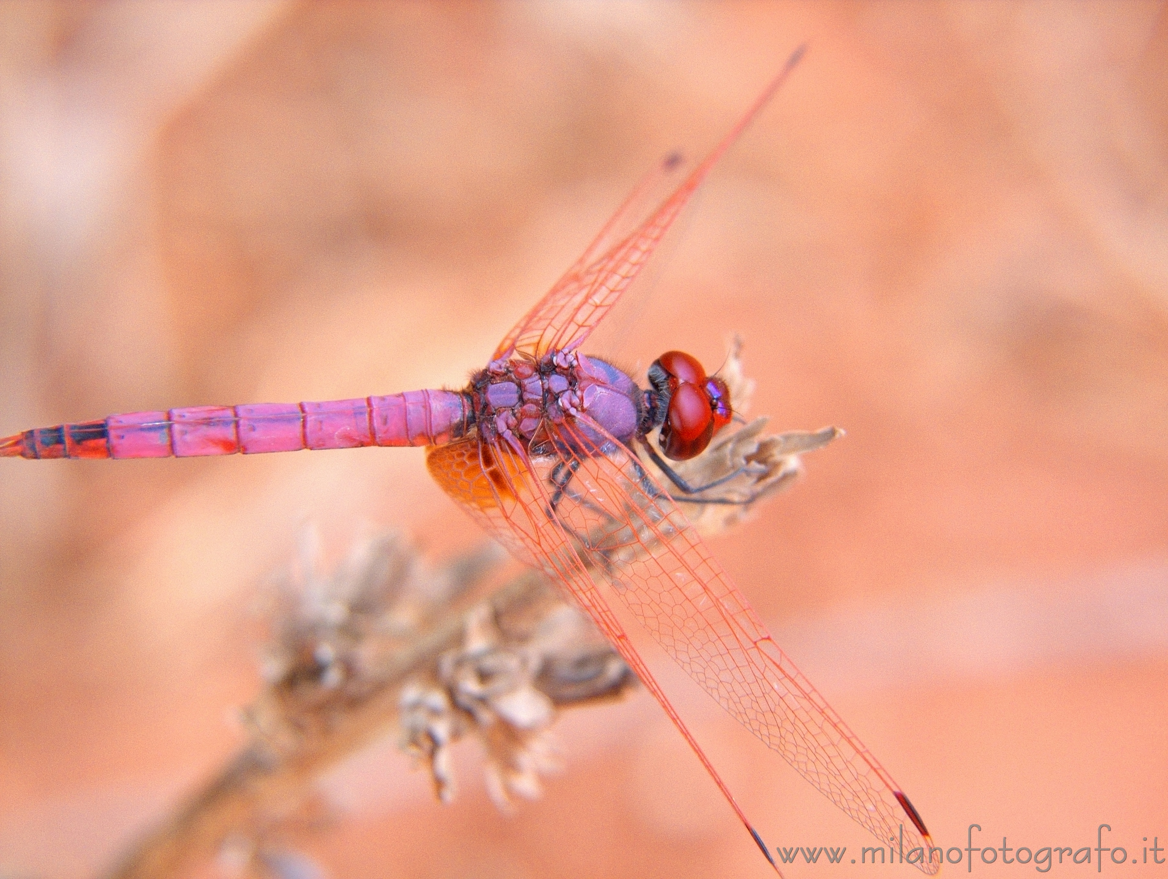 Otranto (Lecce, Italy): Male Trithemis annulata - Otranto (Lecce, Italy) Otranto (Lecce, Italy): Male Trithemis annulata - Otranto (Lecce, Italy)