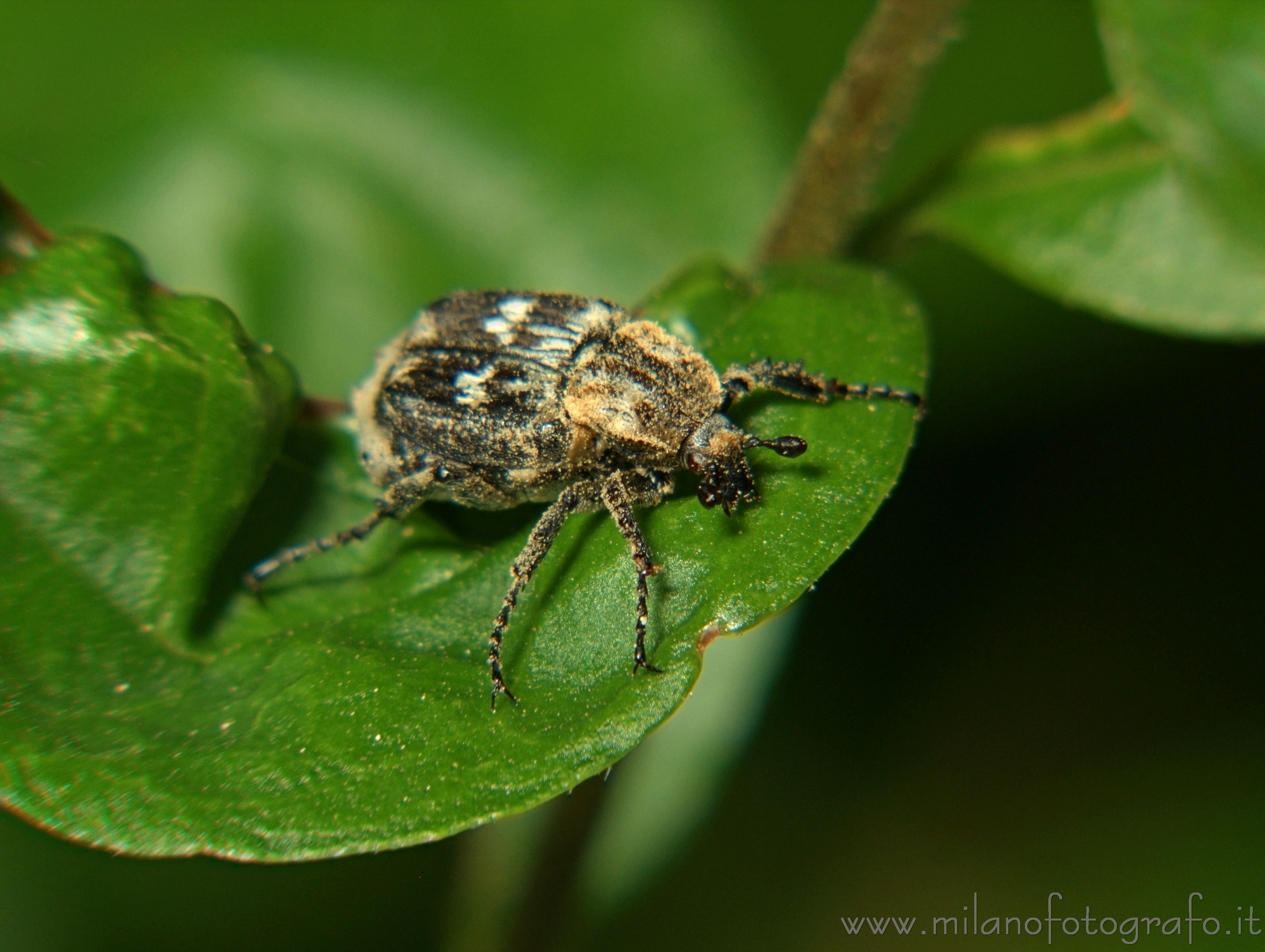 Cadrezzate (Varese, Italy): Valgus hemipterus - Cadrezzate (Varese, Italy)