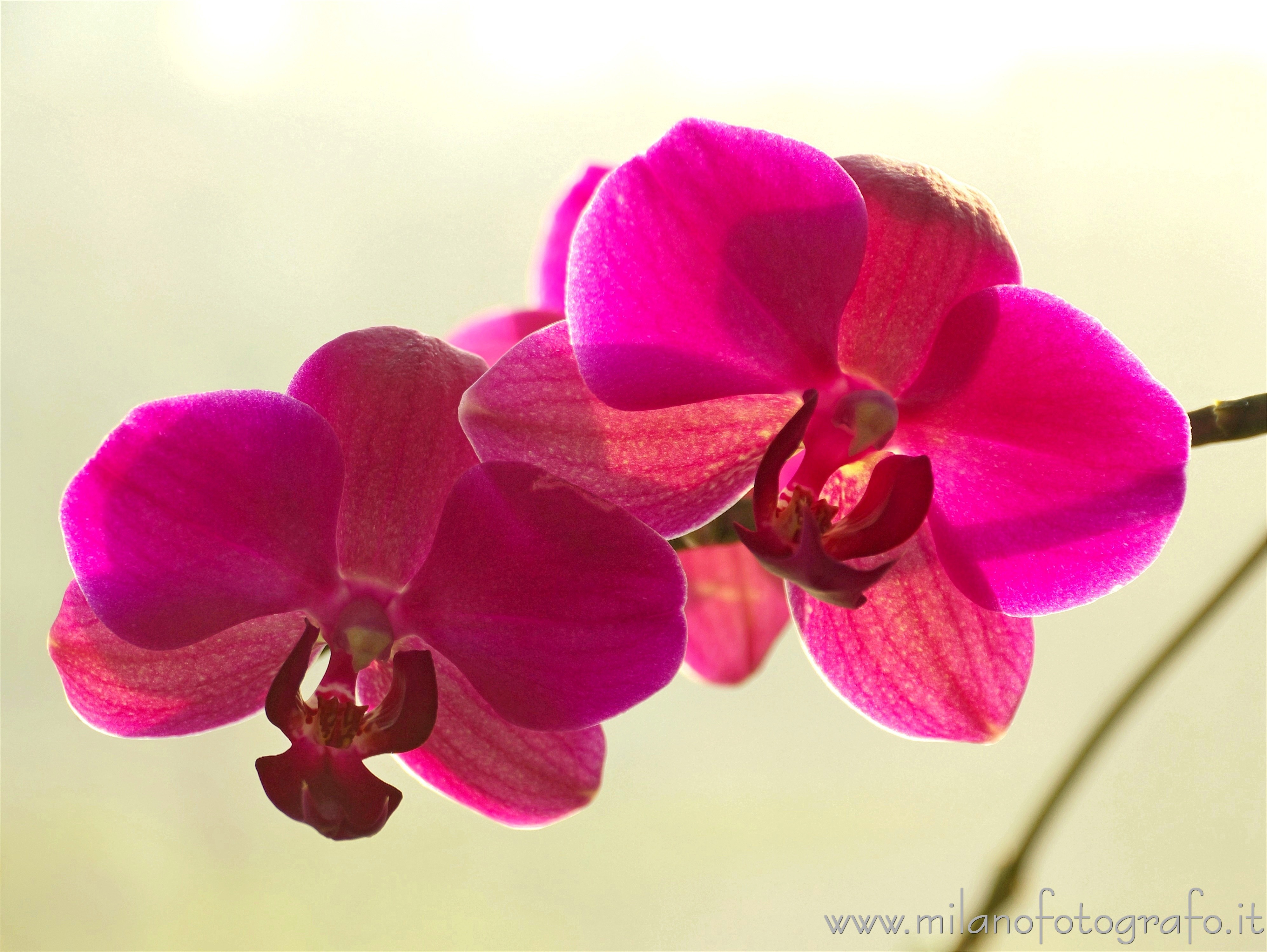 Milan (Italy): Violet Phalaenopsis flowers - Milan (Italy)