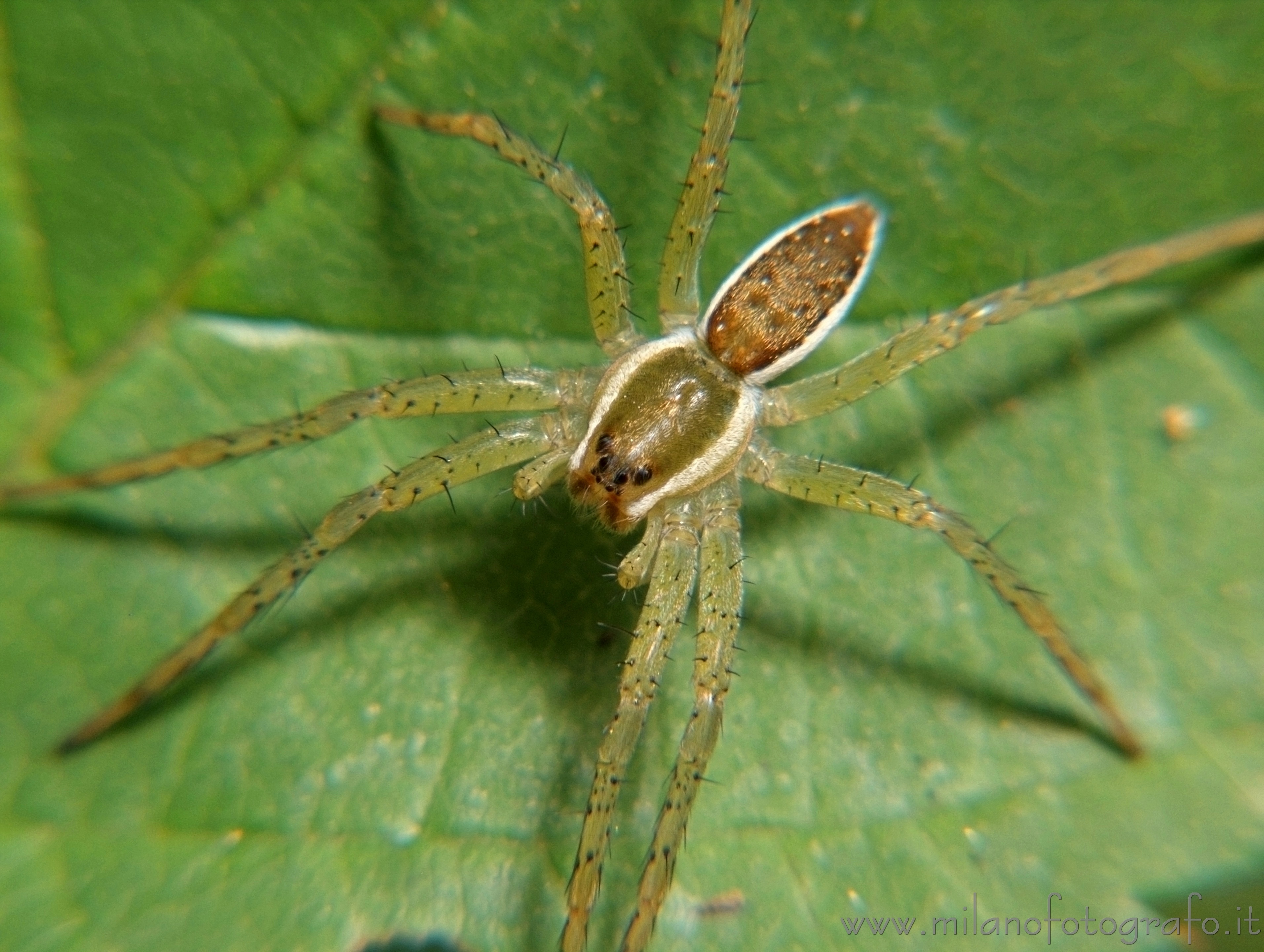 Cadrezzate (Varese, Italy): Young Pisaura mirabilis - Cadrezzate (Varese, Italy)