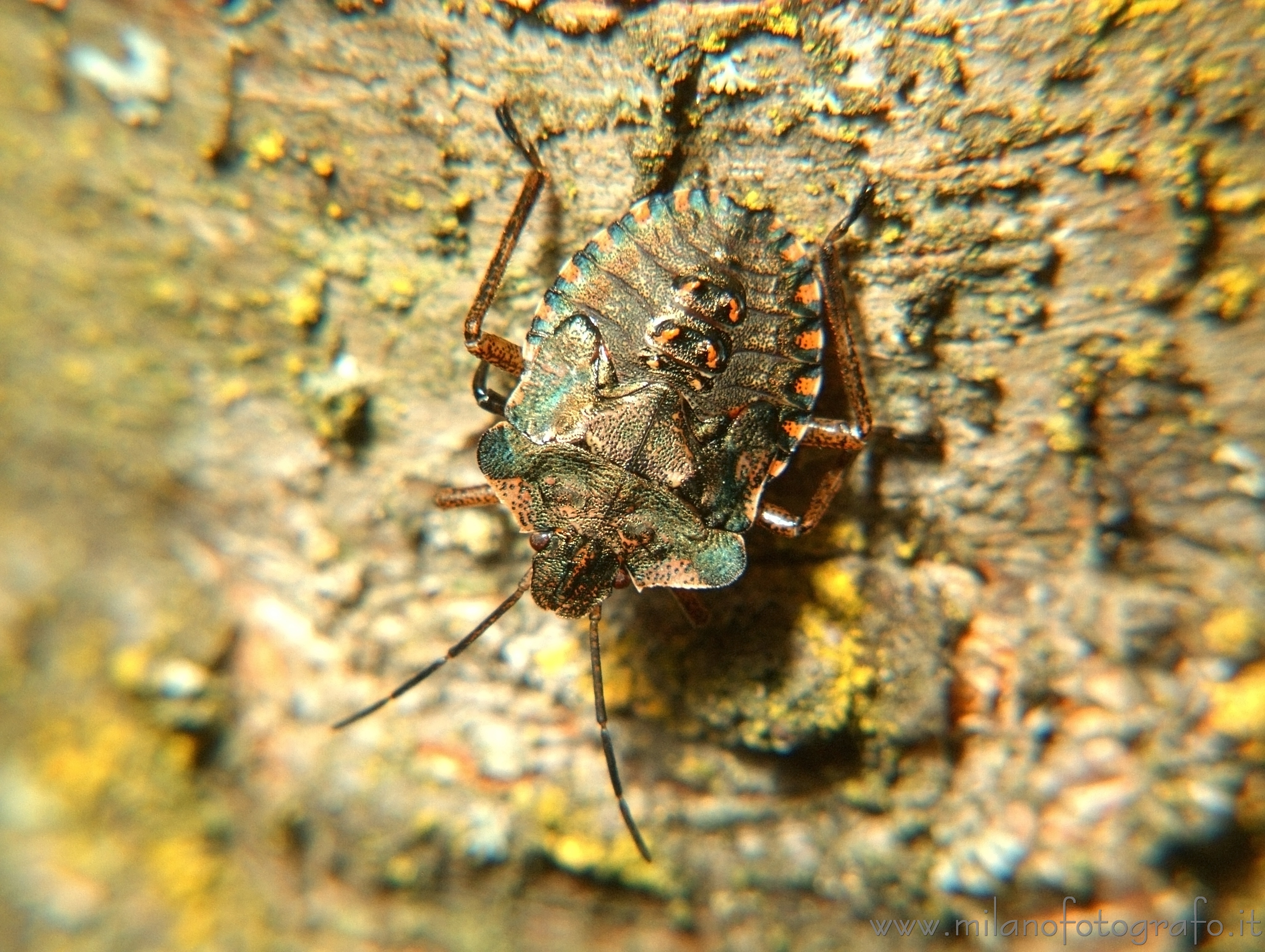 Campiglia Cervo (Biella): Giovane cimice variopinta - Campiglia Cervo (Biella)