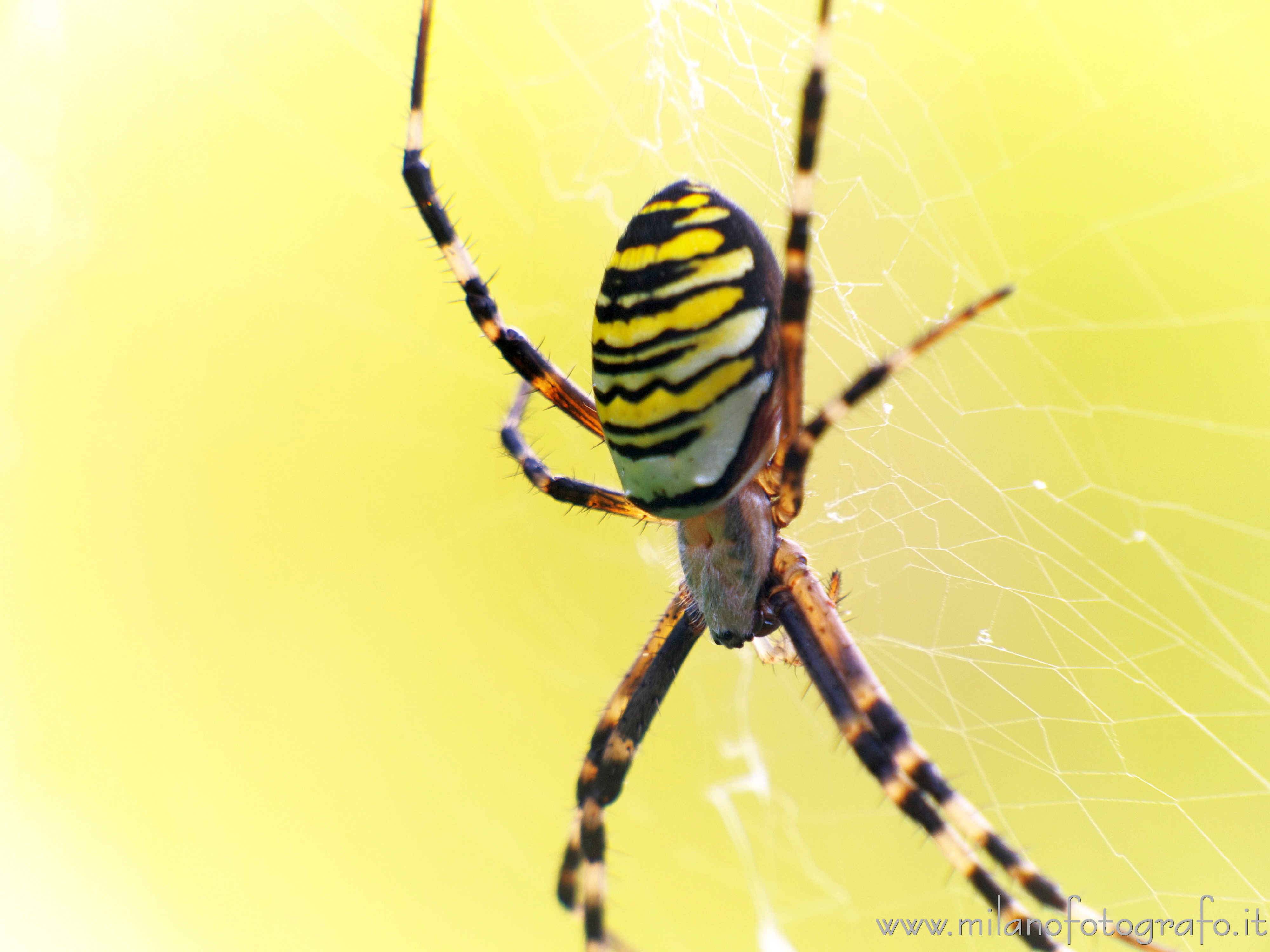 Candelo-Cossato (Biella, Italy): Argiope bruennichi in the baraggia - Candelo-Cossato (Biella, Italy)