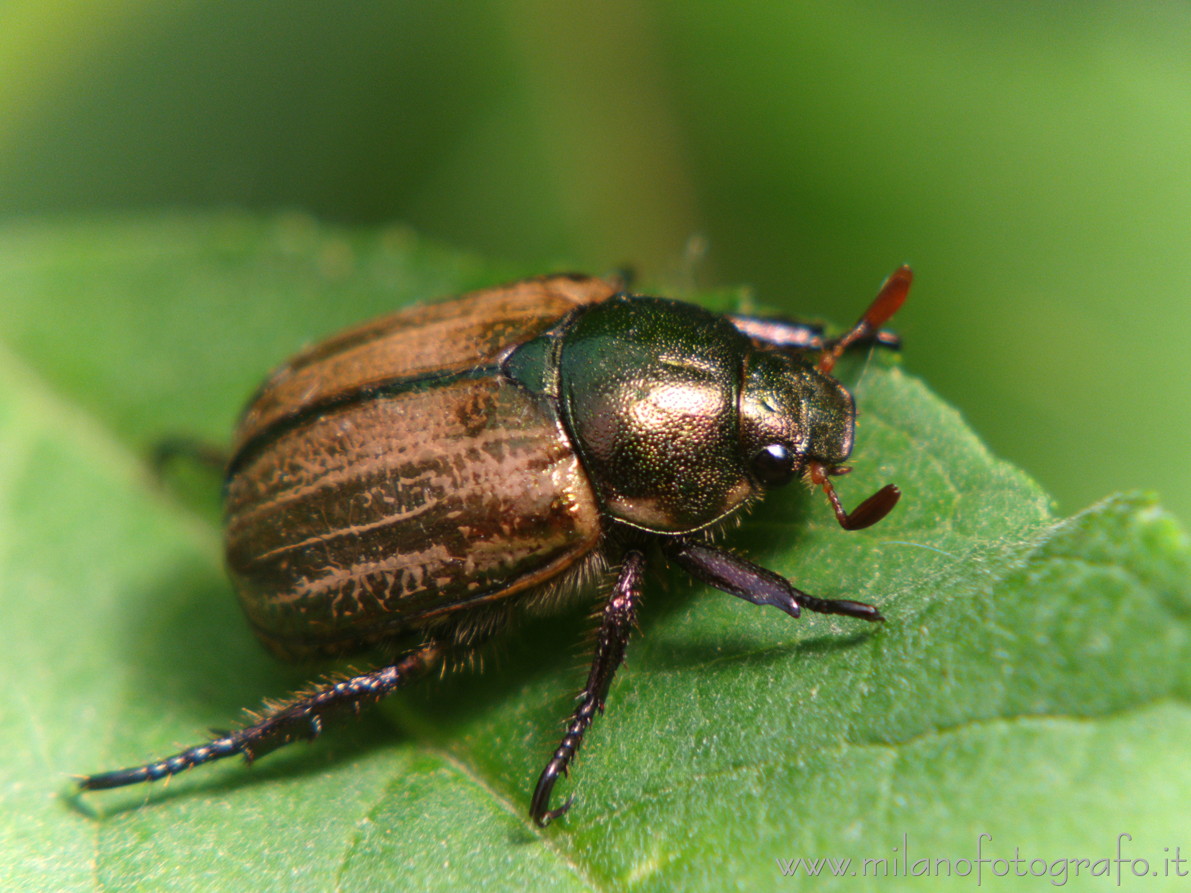 Cadrezzate (Varese, Italy): Phyllopertha horticola - Cadrezzate (Varese, Italy)