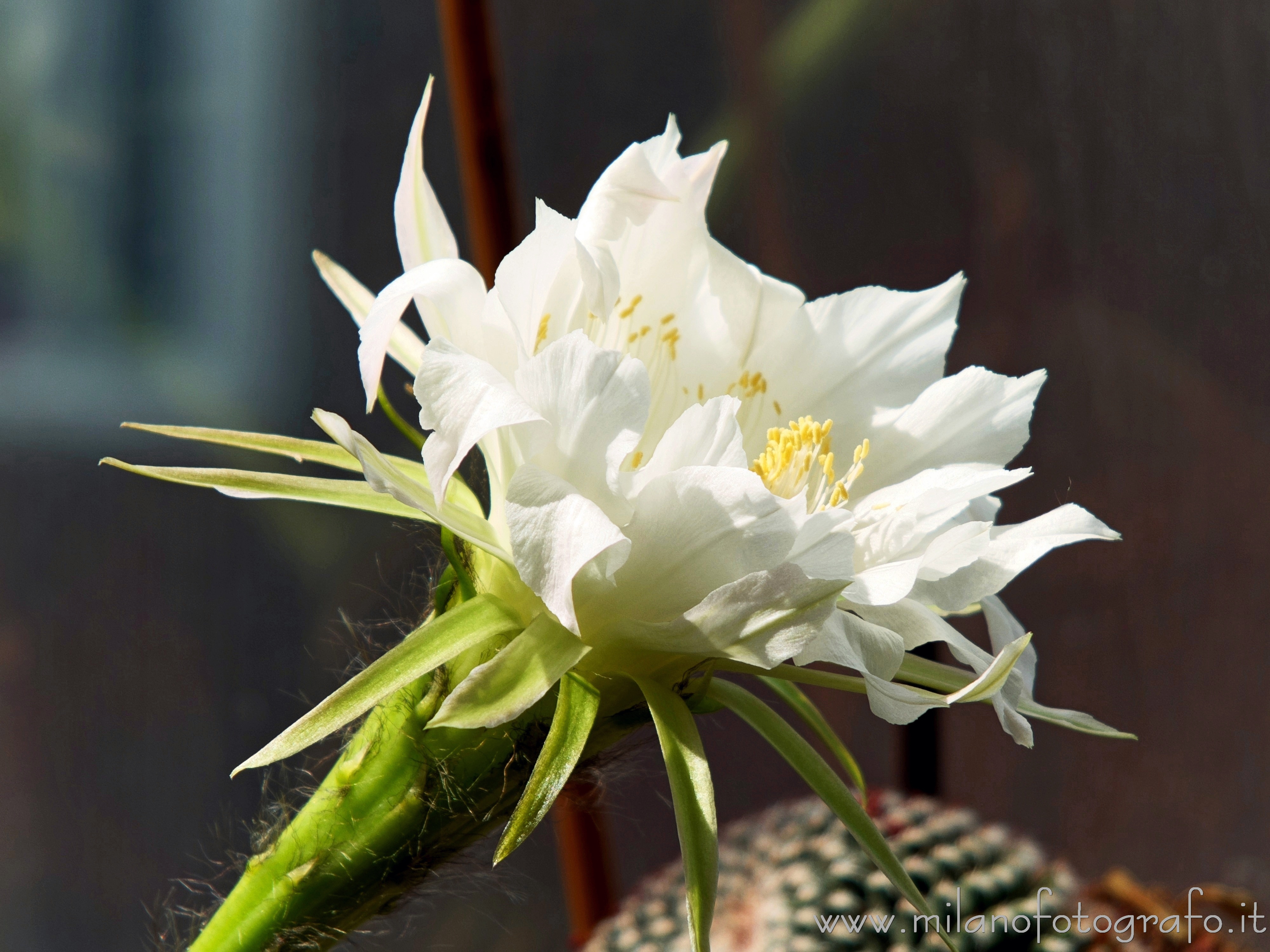 Milan (Italy): Echinopsis flower - Milan (Italy) Milan (Italy): Echinopsis flower - Milan (Italy)
