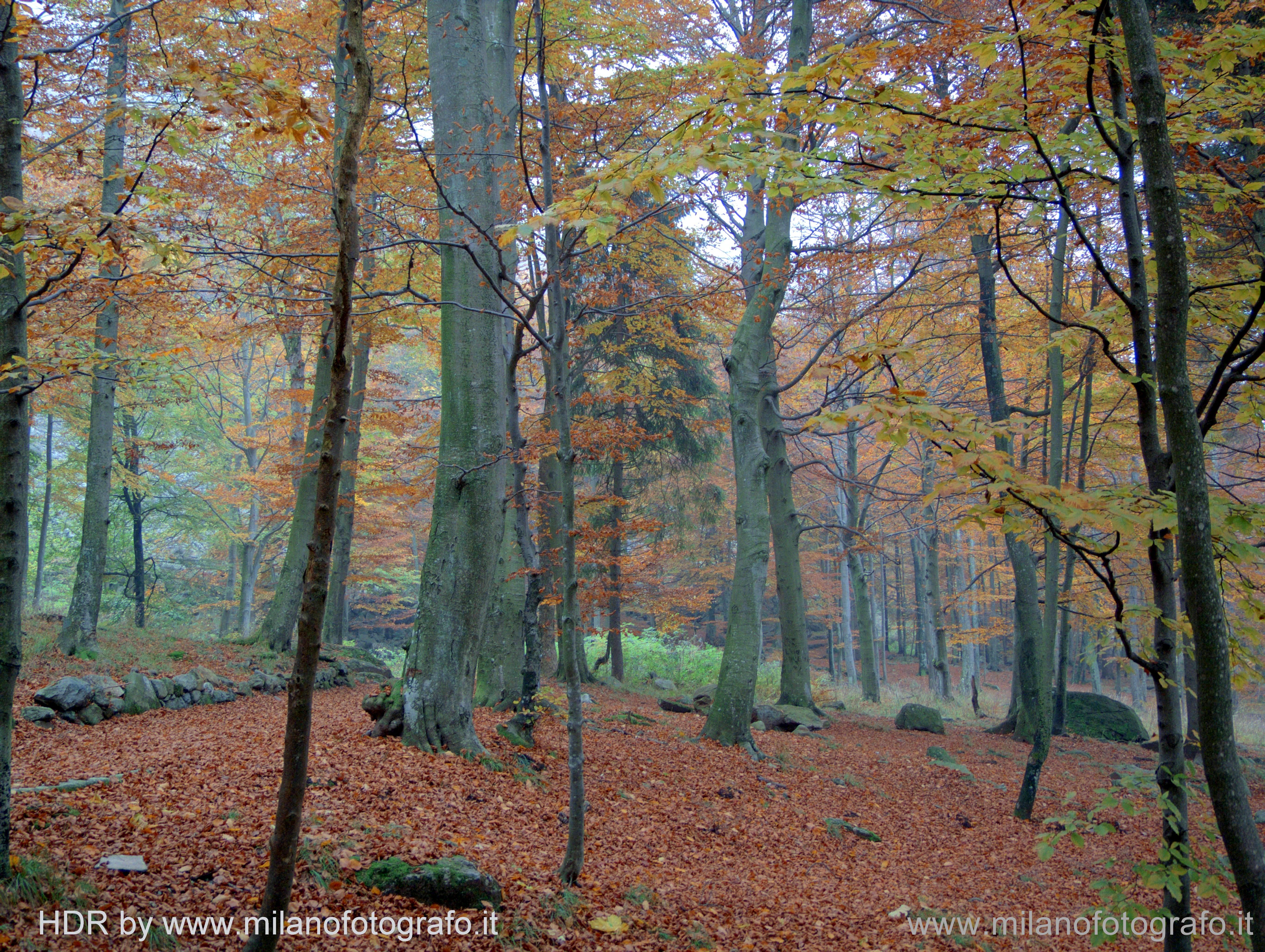 Biella, Italy: Autumn woods near the Sanctuary of Oropa - Biella, Italy