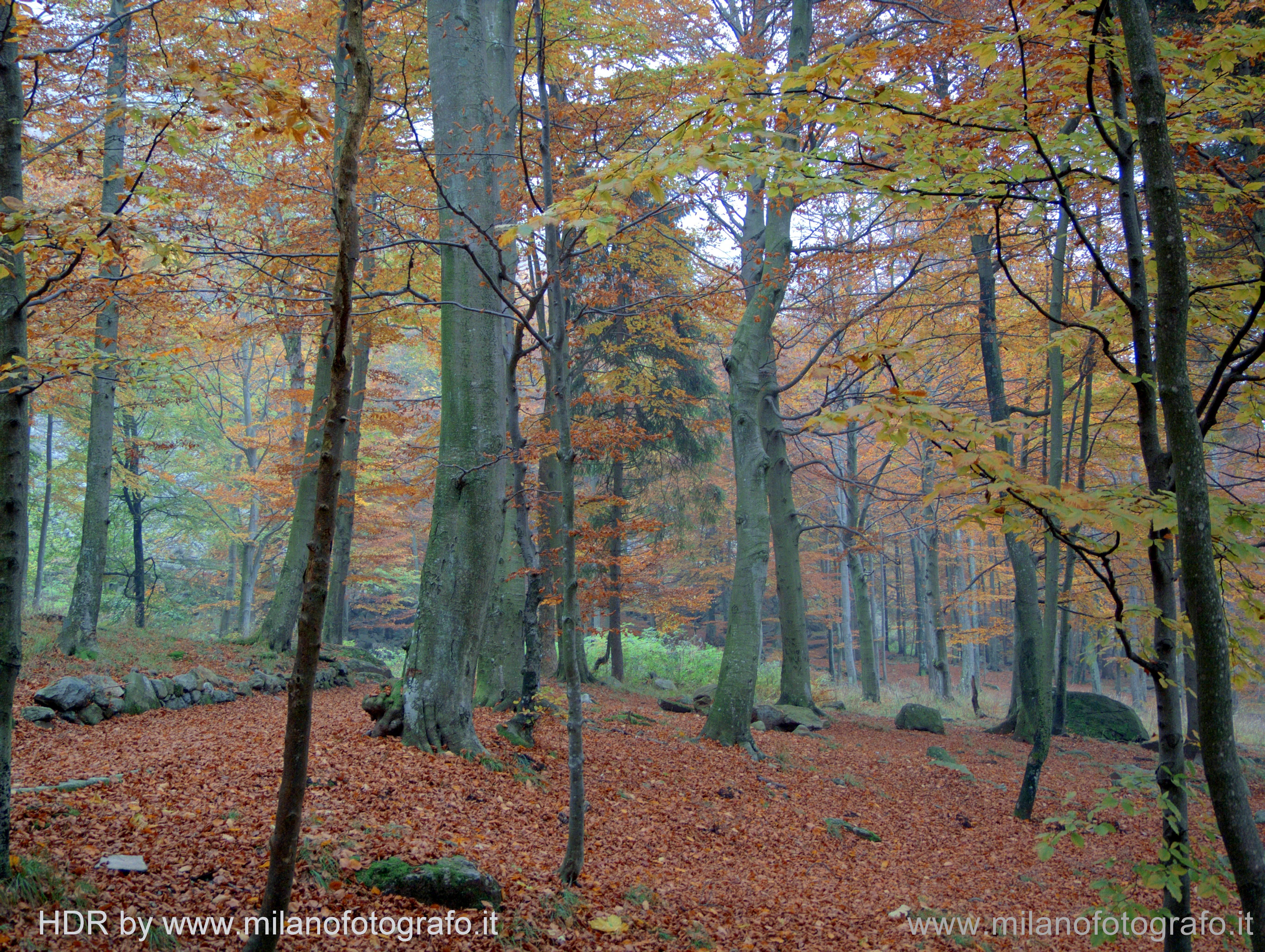 Biella (Italy) - Autumn woods near the Sanctuary of Oropa