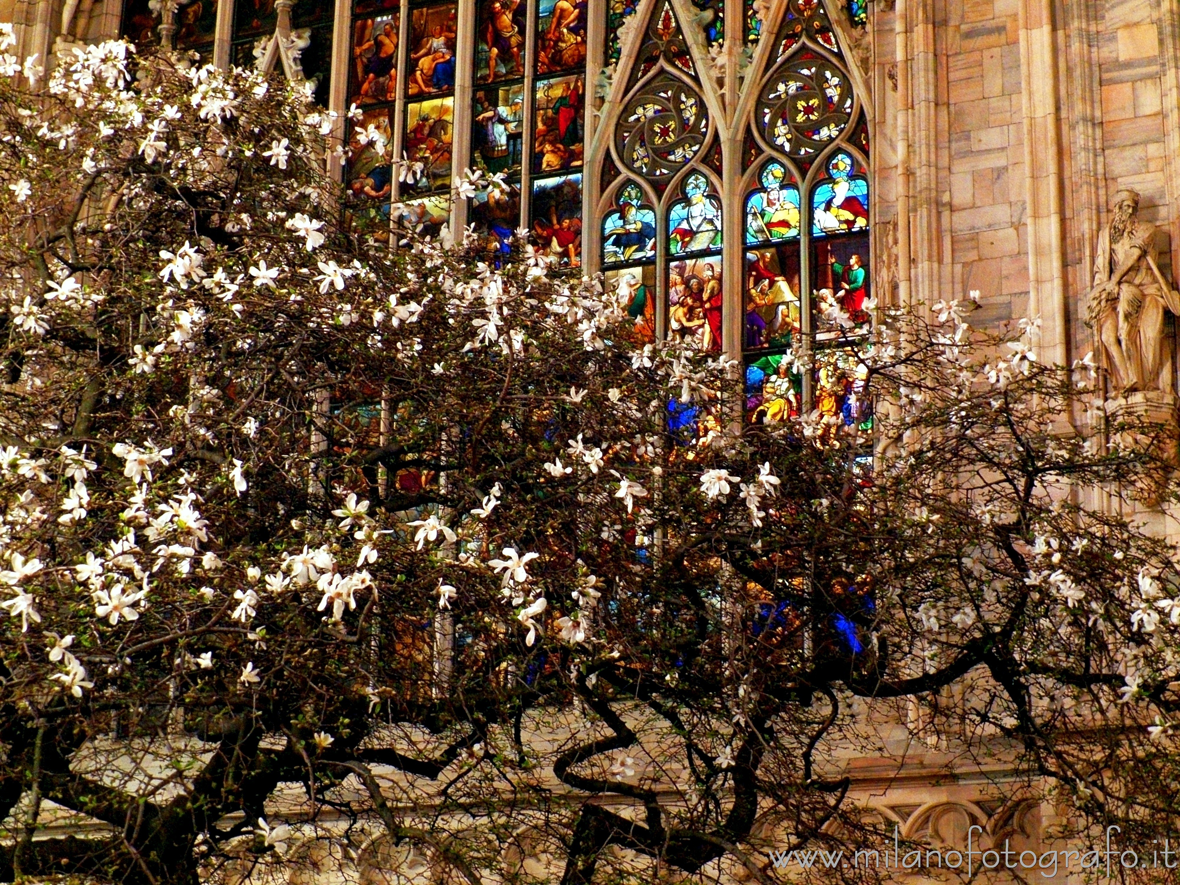 Milan (Italy): Flowering magnolia with illuminated window of the Duomo in the background - Milan (Italy)