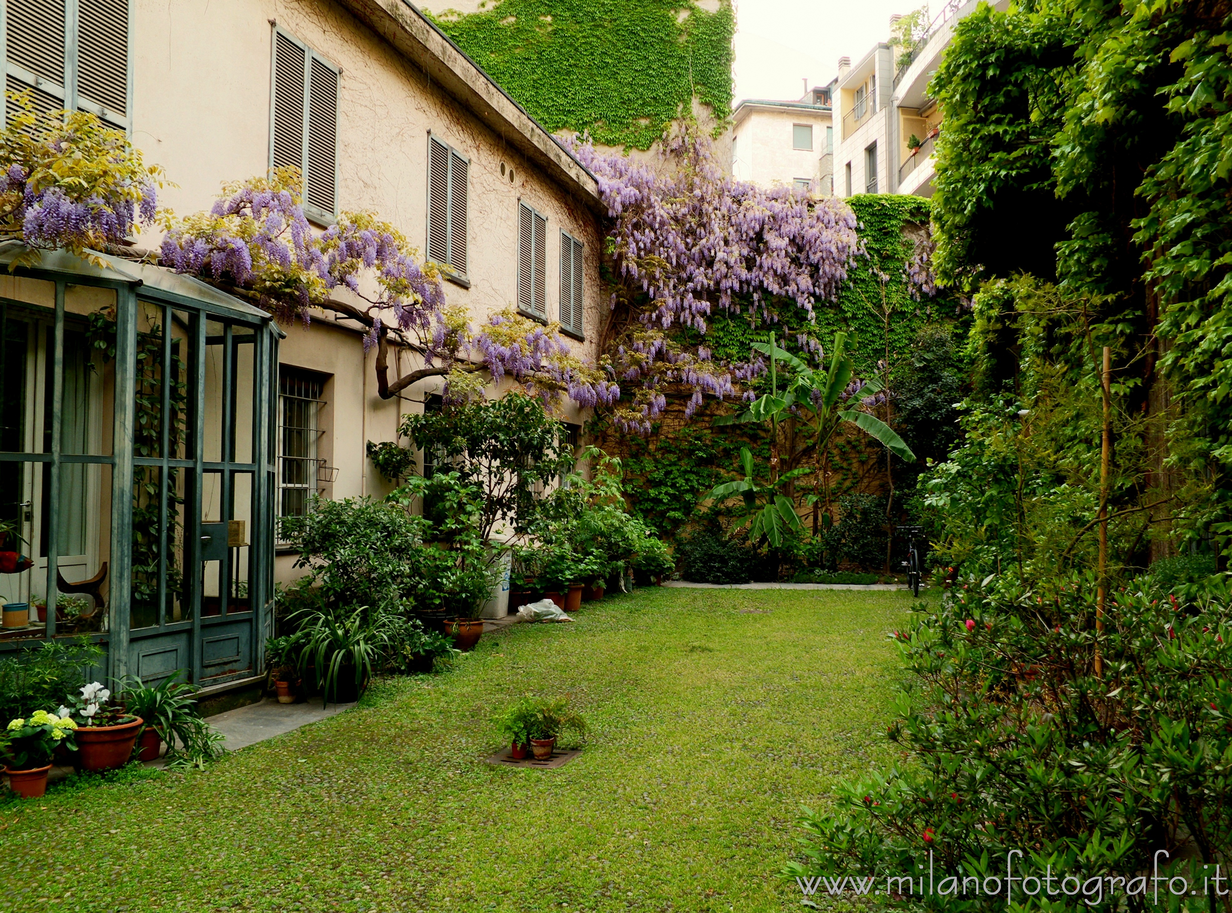 Milano: Cortile con glicine in fiore in corso Garibaldi - Milano