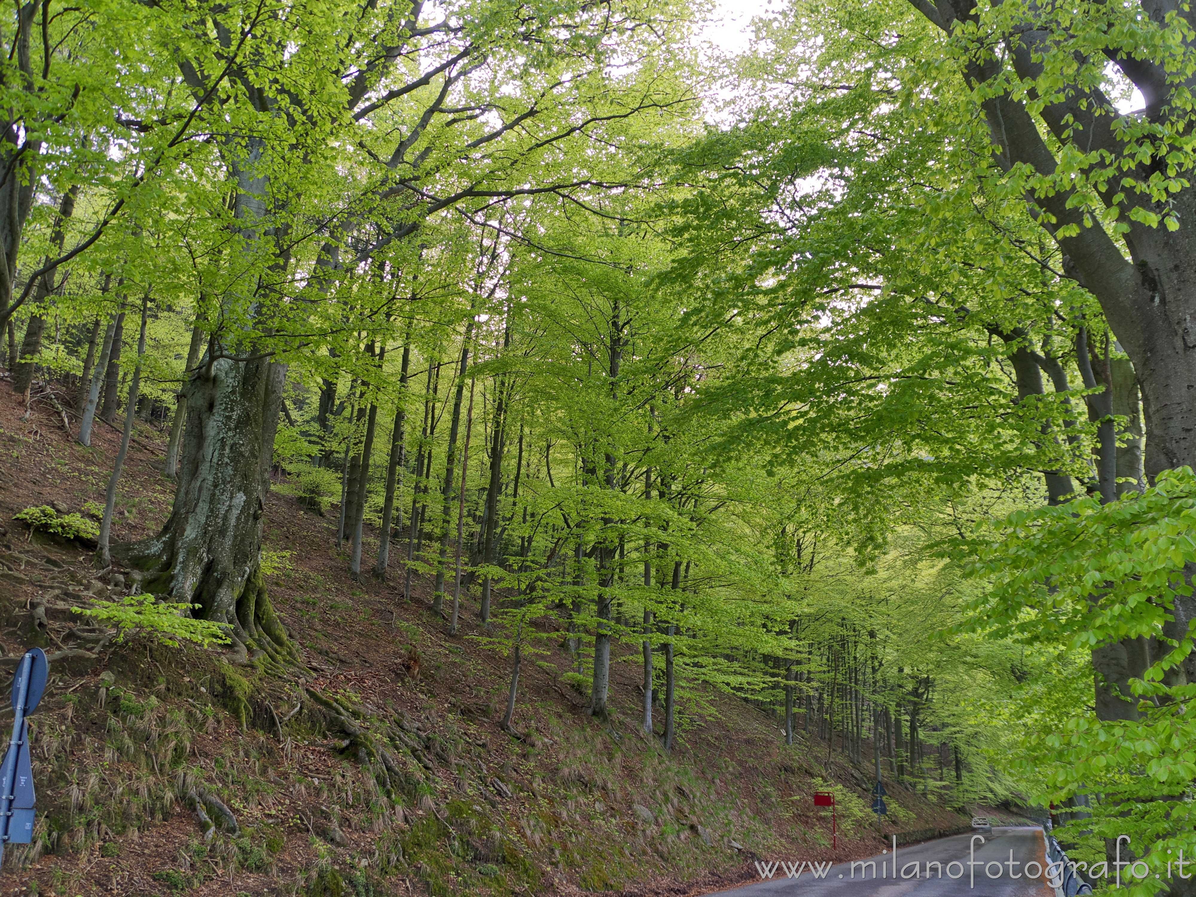 Biella: Bosco primaverile sulla strada per il Santuario di Oropa - Biella Biella: Bosco primaverile sulla strada per il Santuario di Oropa - Biella