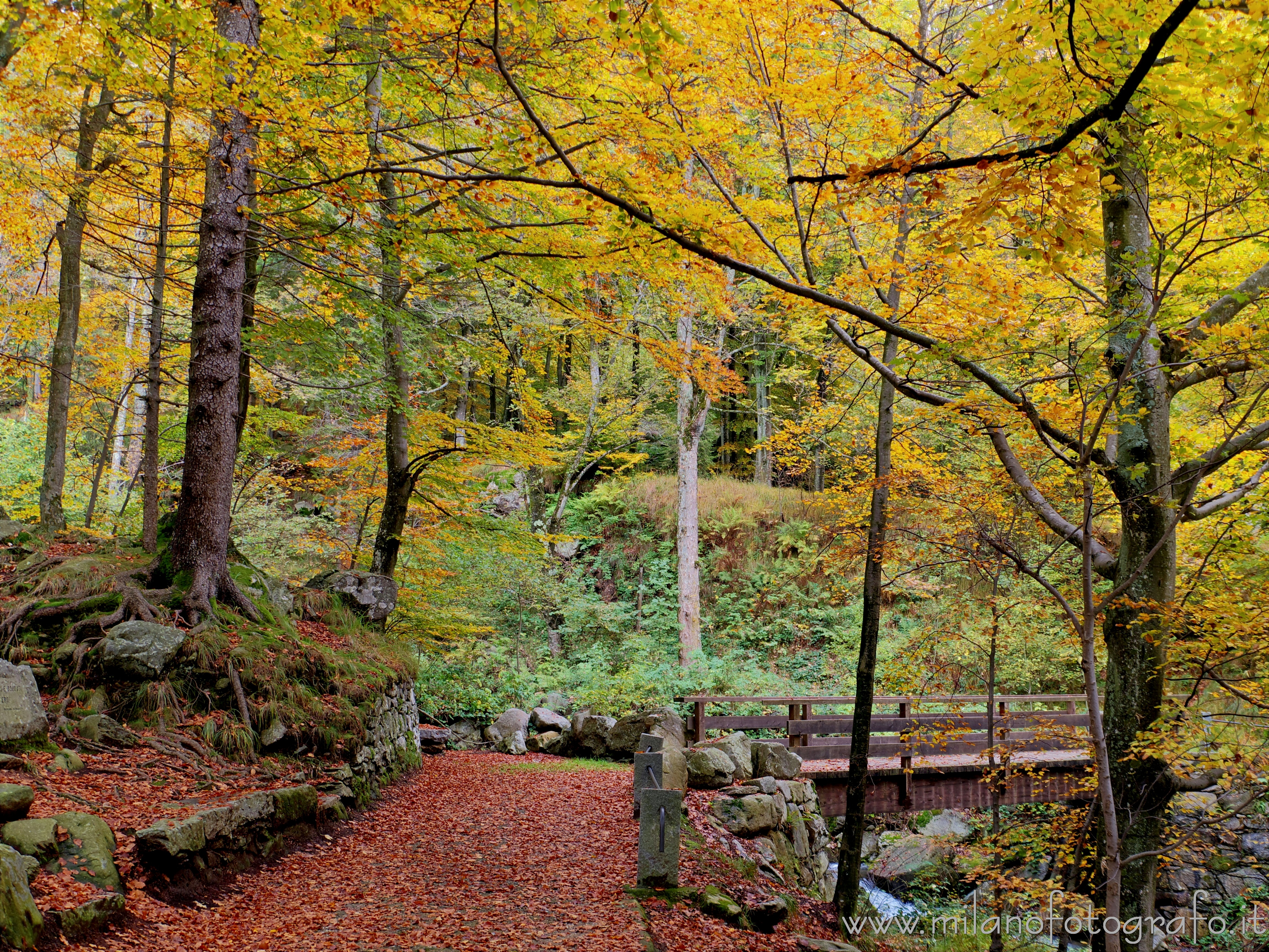 Biella (Italy): Autumn woods with little bridge near the Sanctuary of Oropa - Biella (Italy)