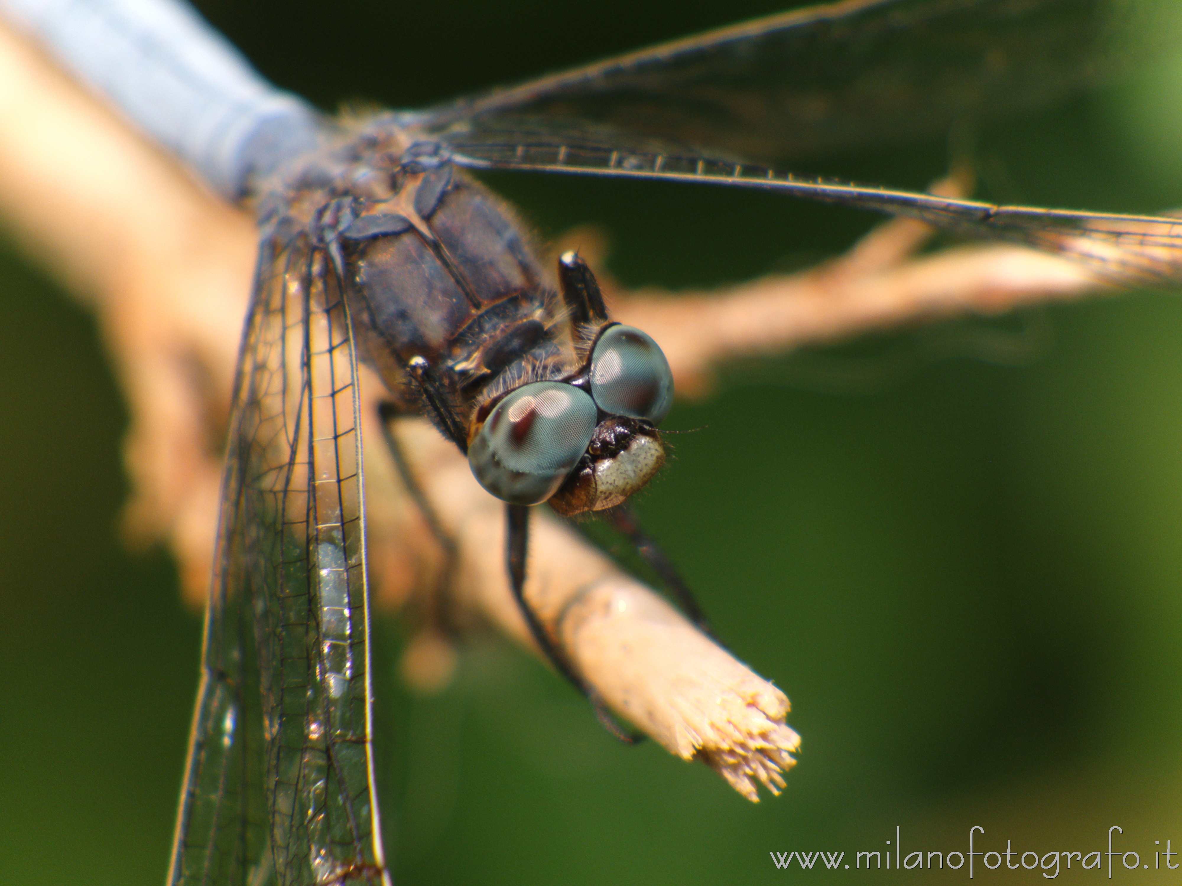Cadrezzate (Varese, Italy): Probably male Orthetrum coerulescens - Cadrezzate (Varese, Italy)