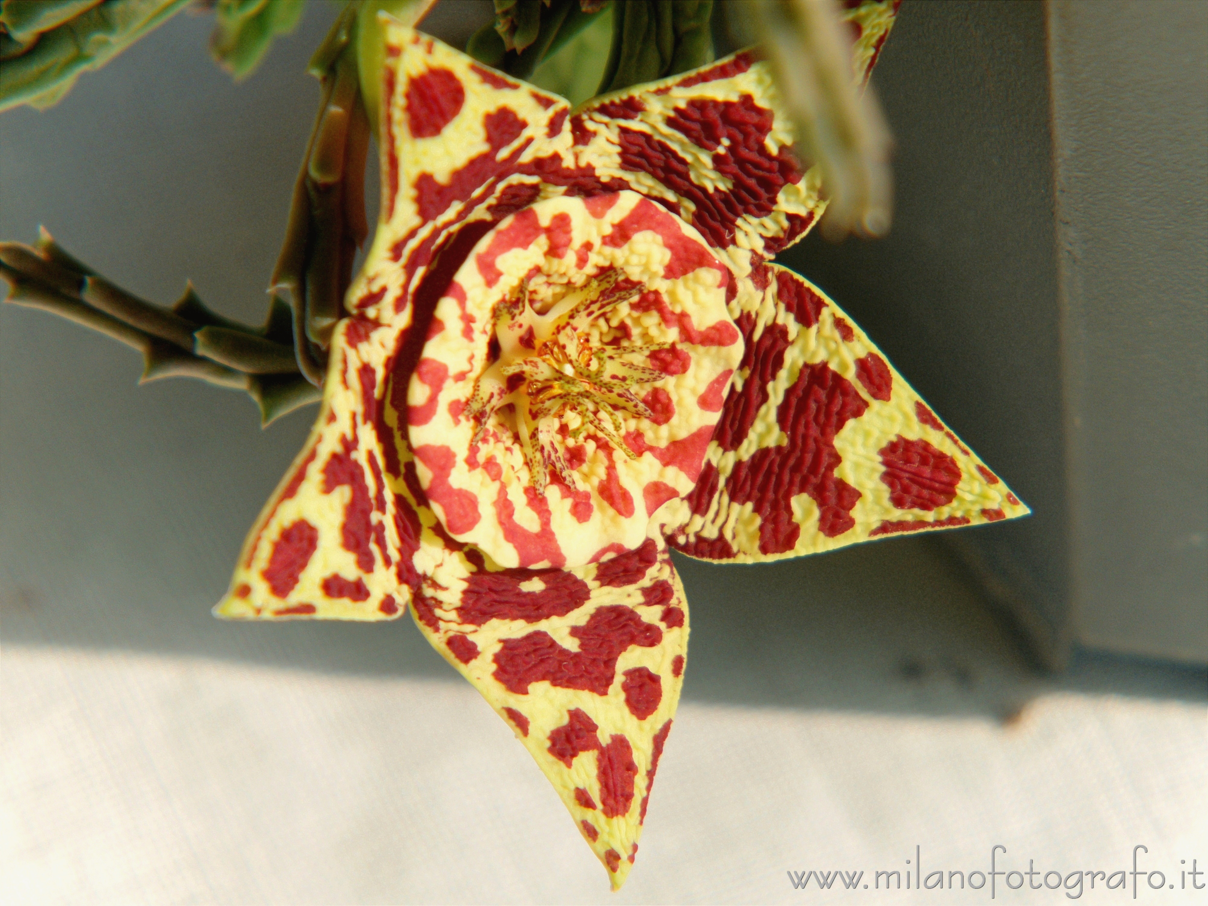 Milano: Fiore di Stapelia variegata - Milano