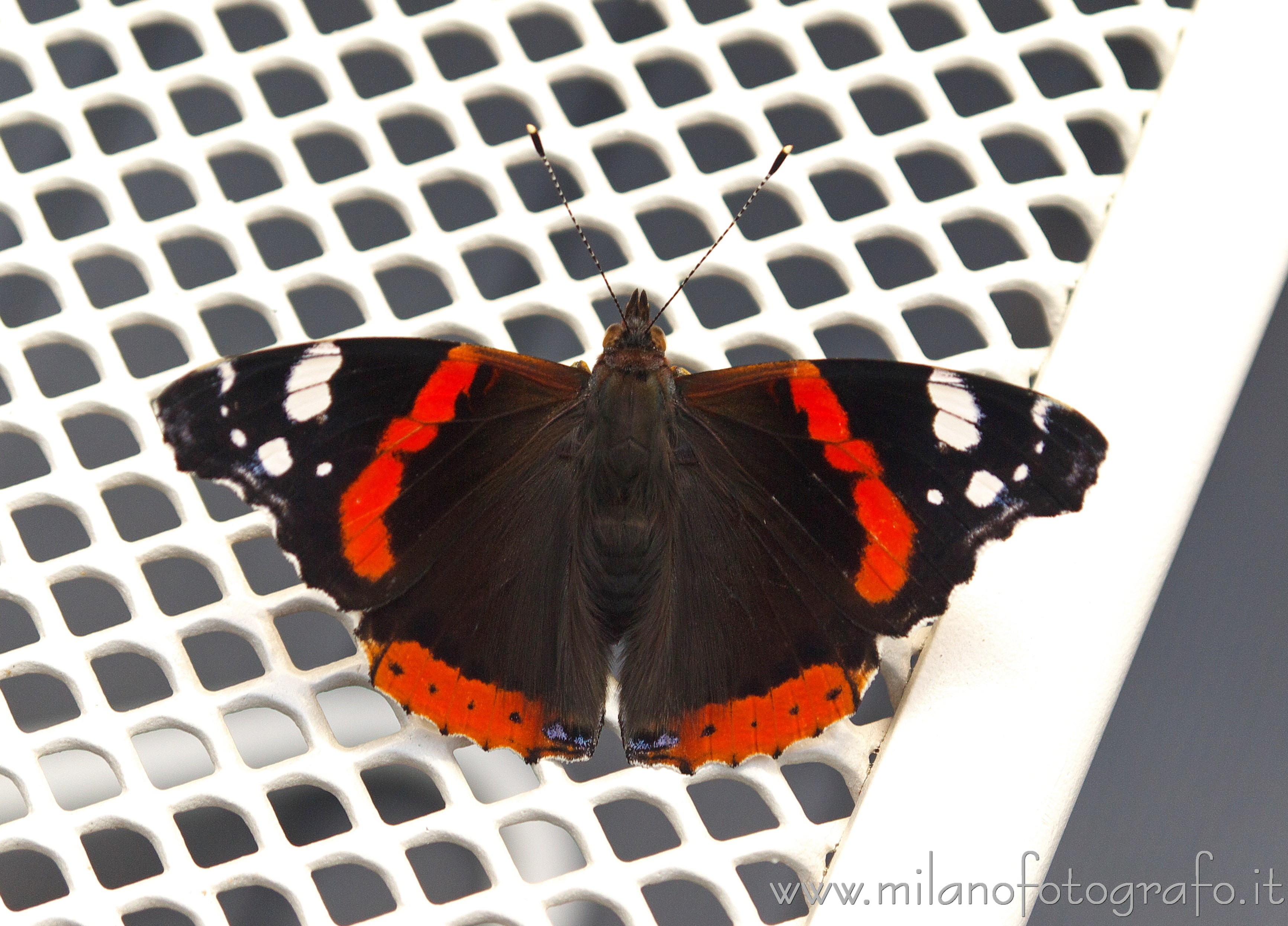 Milano: Vanessa atalanta al Bar Bianco nel Parco Sempione - Milano Milano: Vanessa atalanta al Bar Bianco nel Parco Sempione - Milano