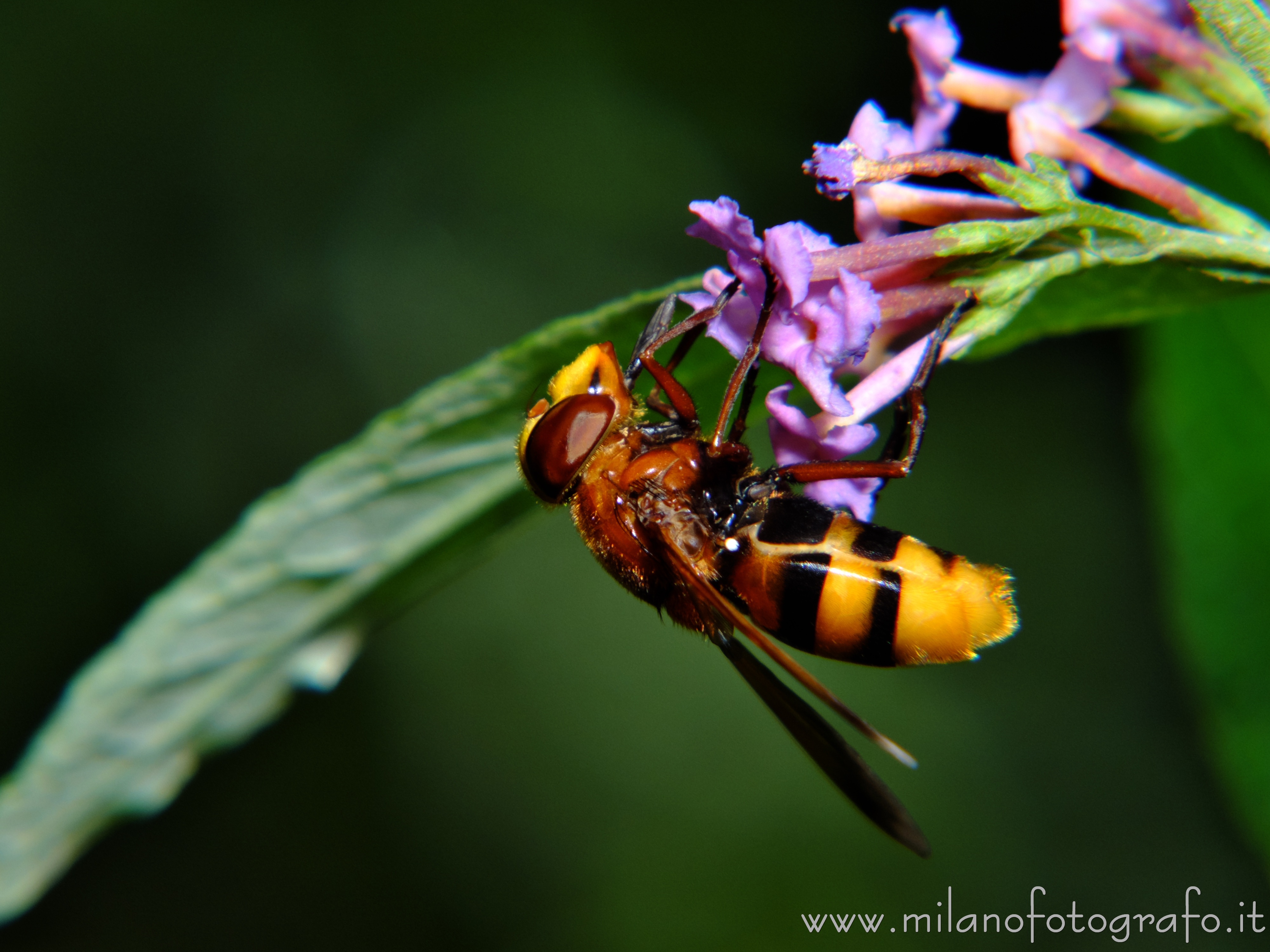 Cadrezzate (Varese): Volucella zonaria su Buddleja davidii - Cadrezzate (Varese)