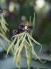 08-05-2011, Orticola: Foto 10