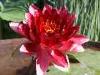 08-05-2011, Orticola: Foto 13