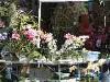 08-05-2011, Orticola: Foto 23