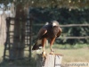 02-10-2011, Visita all' Oasi di Sant Alessio: Bild 65