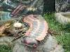 01-05-2013, Dinosauri in carne ed ossa al Parco di Monza: Foto 23
