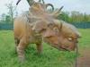 01-05-2013, Dinosauri in carne ed ossa al Parco di Monza: Foto 30