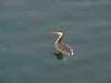 19-10-2013, A Carpugnino sul Lago Maggiore in cerca di castagne: Bild 13