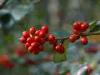 19-10-2013, A Carpugnino sul Lago Maggiore in cerca di castagne: Bild 27