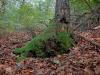 19-10-2013, A Carpugnino sul Lago Maggiore in cerca di castagne: Bild 33