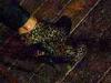 02-11-2014, Domenica al Fiat con proiezione "Colori e Forme del Salento" e karaoke: Bild 18