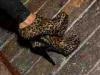 02-11-2014, Domenica al Fiat con proiezione "Colori e Forme del Salento" e karaoke: Bild 19