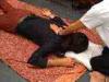 17-05-2015, Domenica al Fiat con karaoke e massaggio shiatsu a cura di Hakusha Centro Studi Shiatsu e Moxa: Picture 17