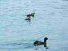 27-06-2015, Sabato al Lago di Monate: Foto 29