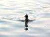 27-06-2015, Sabato al Lago di Monate: Foto 30
