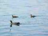 27-06-2015, Sabato al Lago di Monate: Foto 31