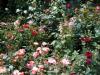 07-05-2016, Orticola 2016: Foto 1
