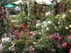 07-05-2016, Orticola 2016: Foto 18