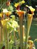 07-05-2016, Orticola 2016: Foto 23