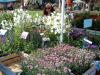 07-05-2016, Orticola 2016: Foto 25