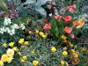 07-05-2016, Orticola 2016: Foto 39