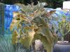 07-05-2016, Orticola 2016: Foto 44