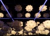 05-04-2017, Fuorisalone - Milan Design Week 2017 parte 1: Corso Venezia: Foto 7