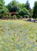 06-05-2018, Gita a Villa Taranto e Verbania: Foto 79