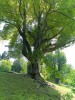 06-05-2018, Gita a Villa Taranto e Verbania: Foto 90