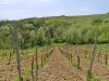 07-04-2024, Gita enologica a Pietra de Giorgi con degustazione presso l'<a href='http://www.ferrarivini.it/' target='blank'>Azienda Agricola Ferrari</a>: Foto 3