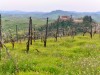 07-04-2024, Gita enologica a Pietra de Giorgi con degustazione presso l'<a href='http://www.ferrarivini.it/' target='blank'>Azienda Agricola Ferrari</a>: Foto 38